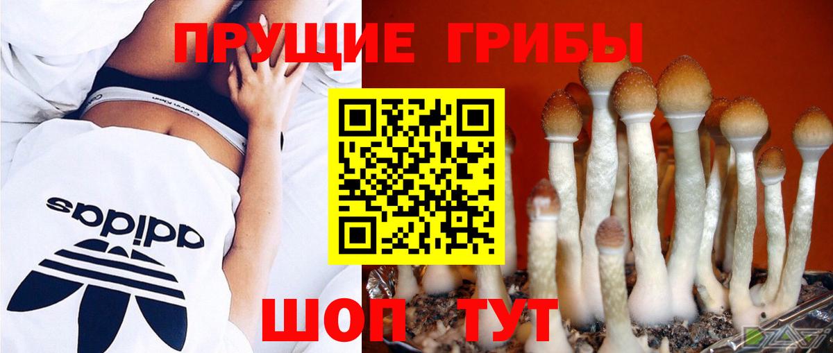 Псилоцибиновые грибы Cubensis  Вход с VPN  Саранск 